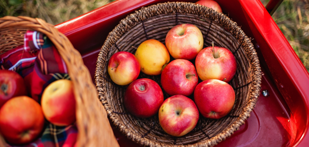 Serbia, Told By You – Under the Apple Tree in Vojvodina
