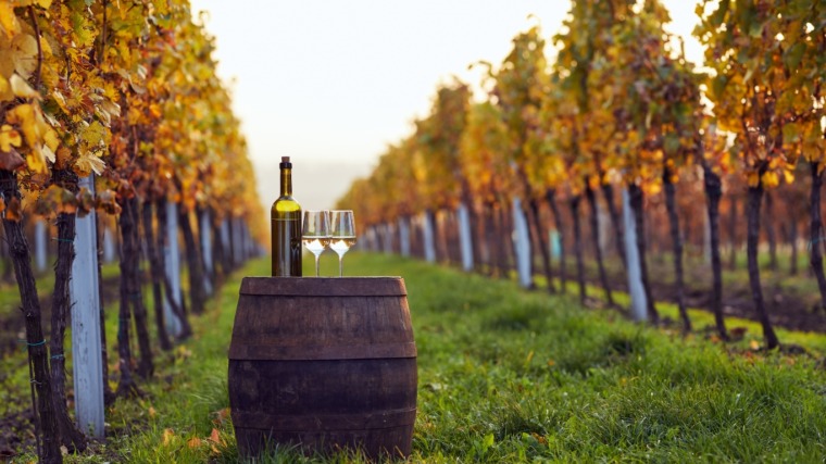 September Wine Journeys: Exploring Serbia’s Harvest Trails