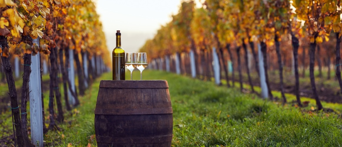 September Wine Journeys: Exploring Serbia’s Harvest Trails