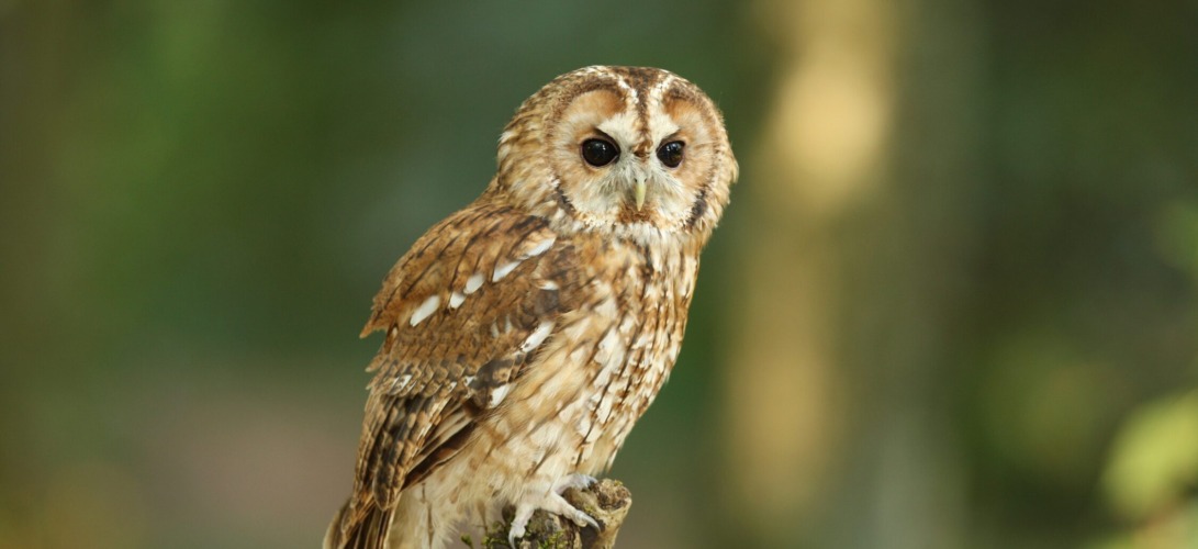 Kikinda – Town of Owls and November Charm