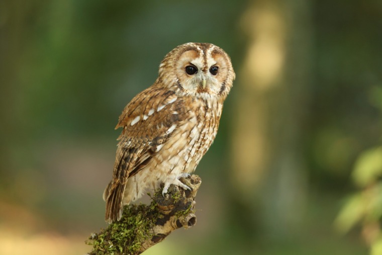 Kikinda – Town of Owls and November Charm