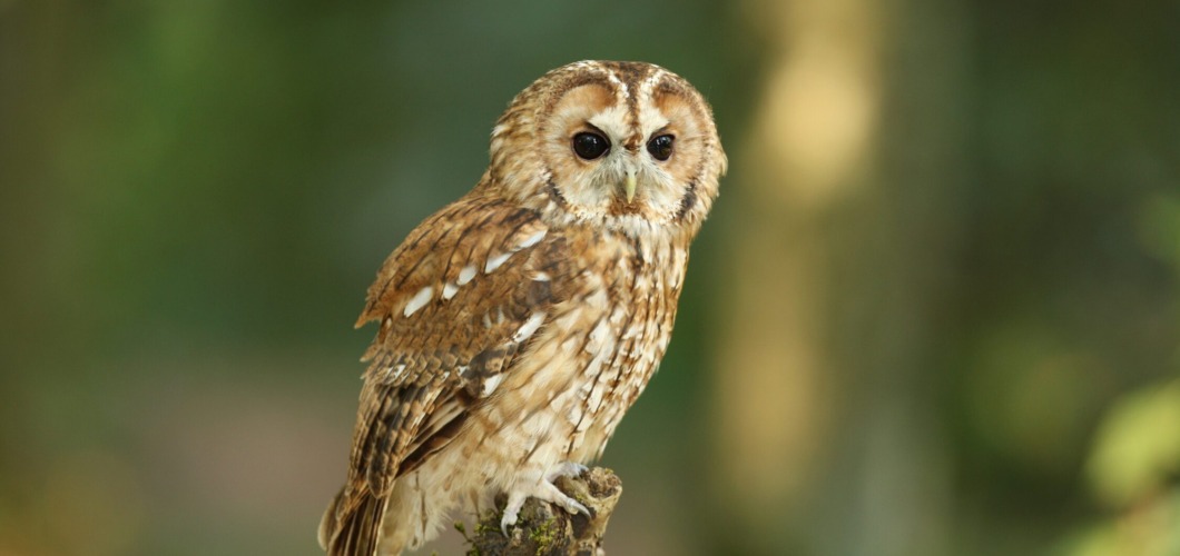 Kikinda – Grad sova i novembarskog šarma