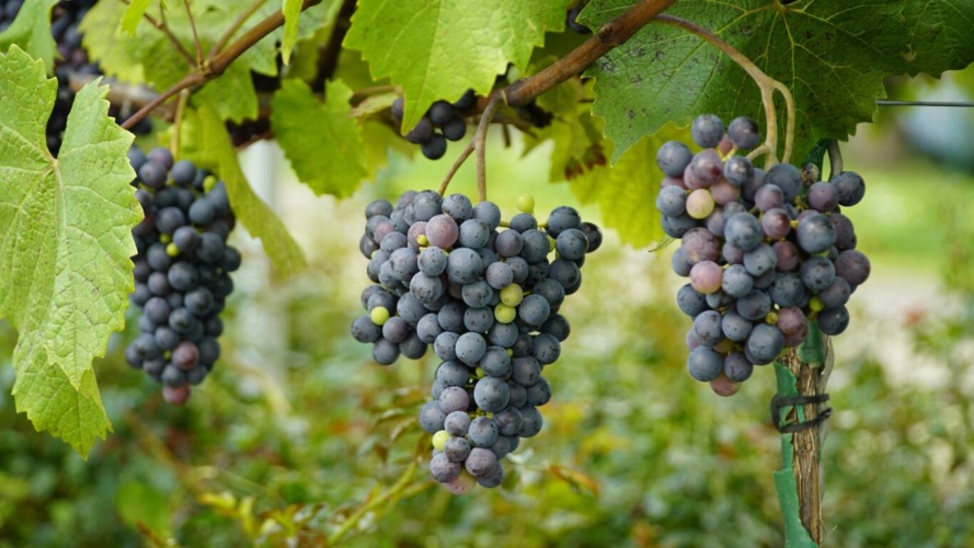 Oplenačka berba: Festival vina, grožđa i tradicije