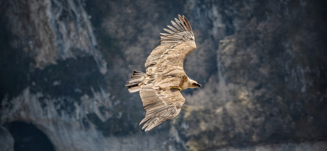 The Fascinating Griffon Vulture: Guardian of Uvac Canyon