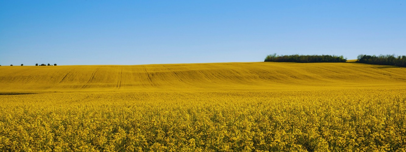 Deliblato Sands: Serbia’s Unexpected Spring Landscape