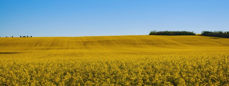 Deliblato Sands: Serbia’s Unexpected Spring Landscape