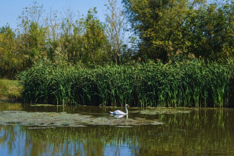 Belo Blato i Carska bara: Otkrijte skriveni vodeni svet Srbije