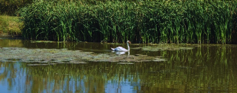 Belo Blato & Carska Bara: Discover Serbia’s Wild Wetlands