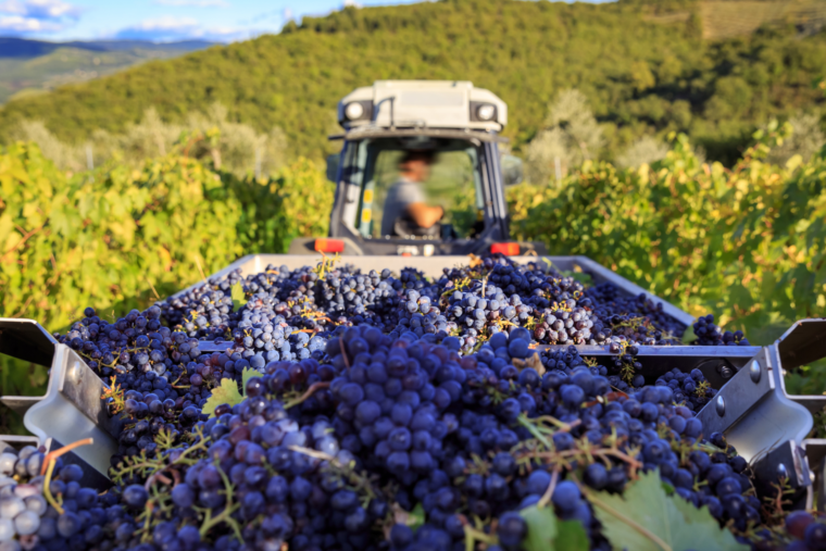 Inside Serbia’s Grape Harvest: The Tradition Behind Berba