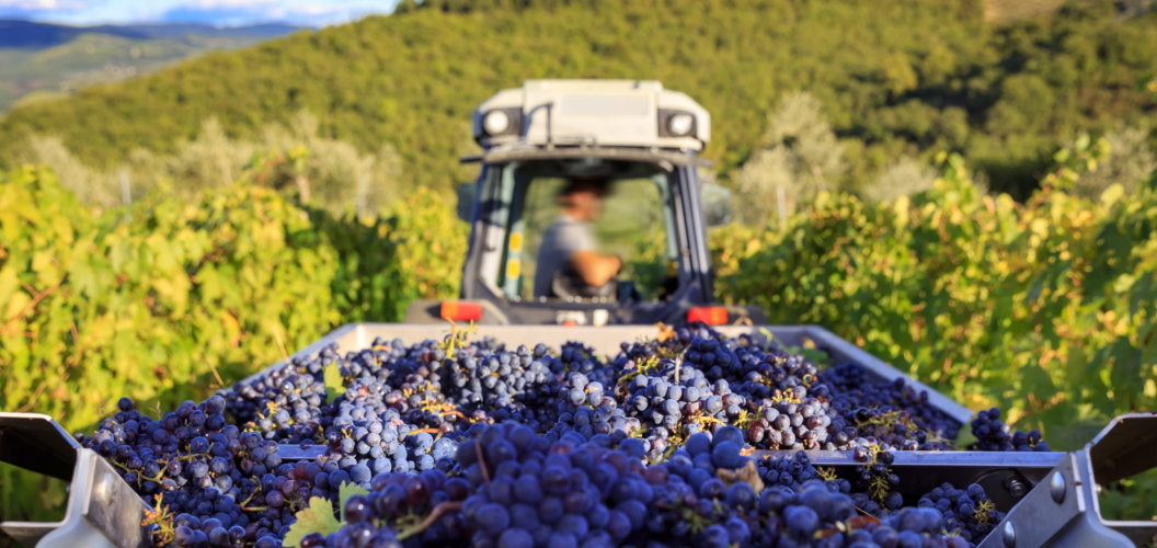 Inside Serbia’s Grape Harvest: The Tradition Behind Berba
